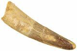 Fossil Spinosaurus Tooth - Real Dinosaur Tooth #239264-1